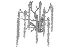 Фото Бра Dio D'arte Tavenna H 2.40.100 N