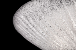 Купить Накладной светильник Maytoni C809CL-04CH