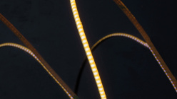 Цена на Лента SWG pro SWG-COB400-24-4.8-WW