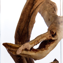 Купить с доставкой по Москве и России Подвесной светильник Divinare 3200/09 SP-1